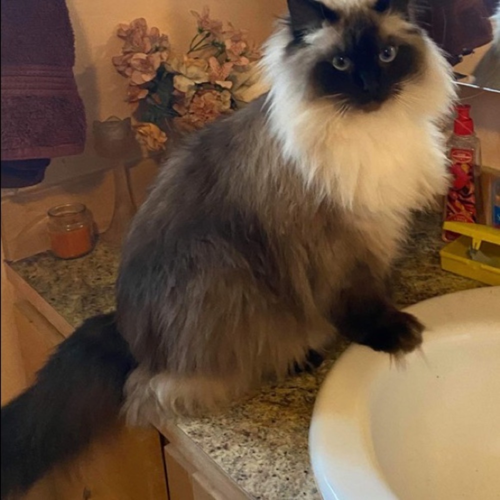 Meet your Posher, Roxanne